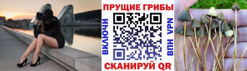 Галлюциногенные грибы Psilocybine cubensis  где можно купить   Красноуфимск 